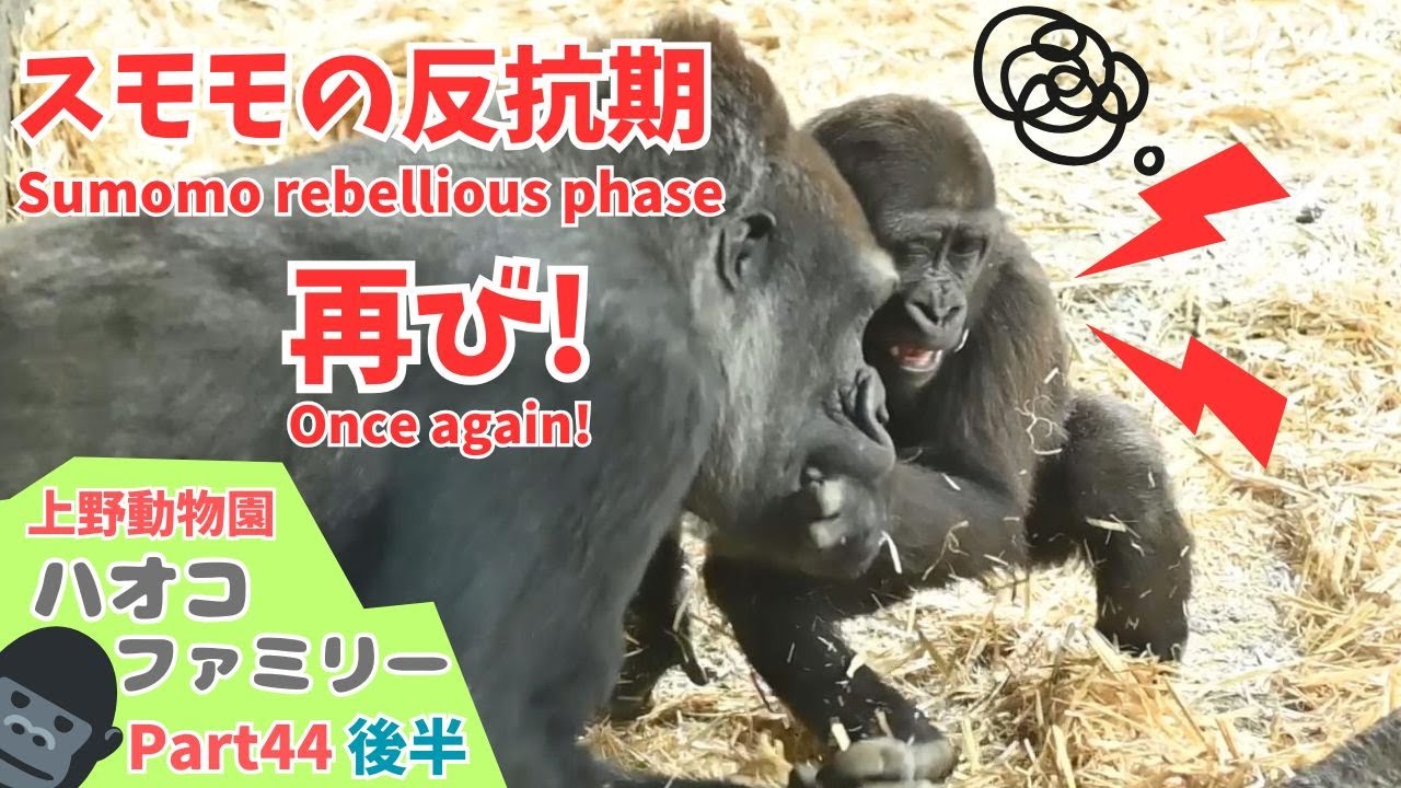 わがままスモモ、コモモお姉ちゃんに反抗期?🦍(Selfish Sumomo is rebellious towards Komomo?)