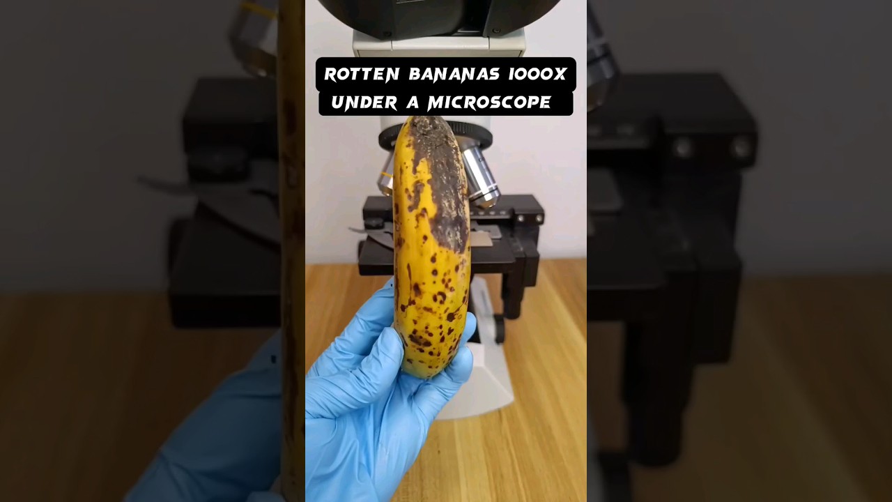 rotten banana under a microscope #shortvideo #microscope #science #microscopy #microscopeworld