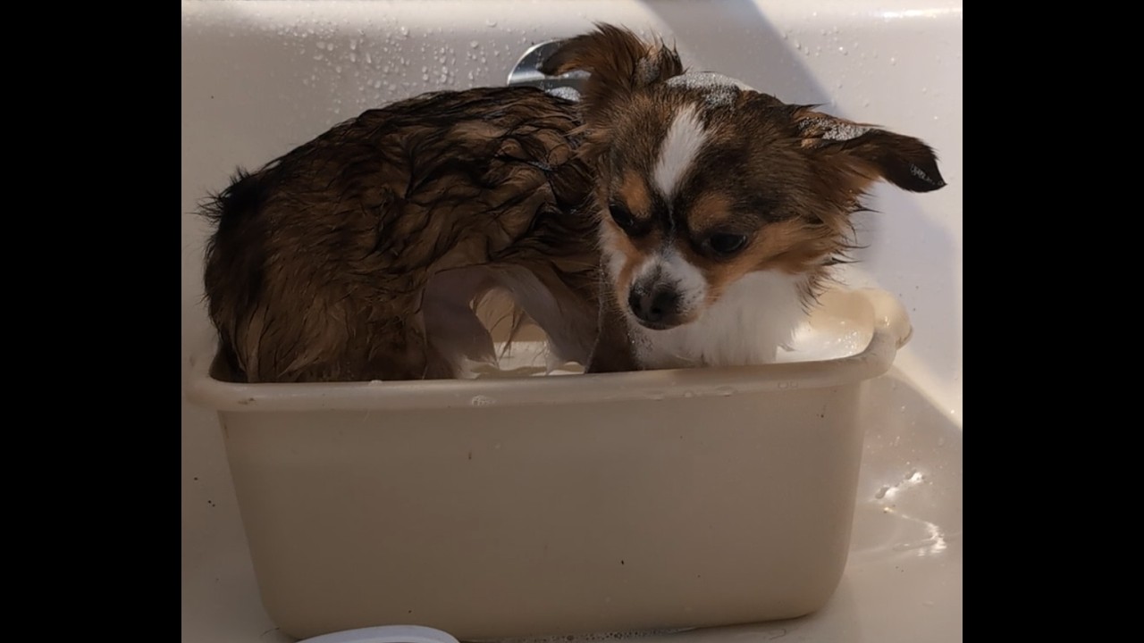 February bath for Chihuahua Klaus!