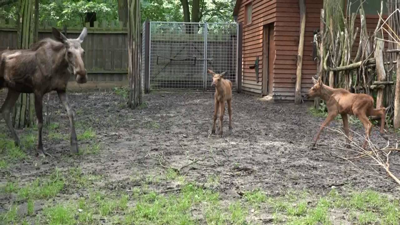 Los evropský v Zoo Hluboká a jeho mláďata