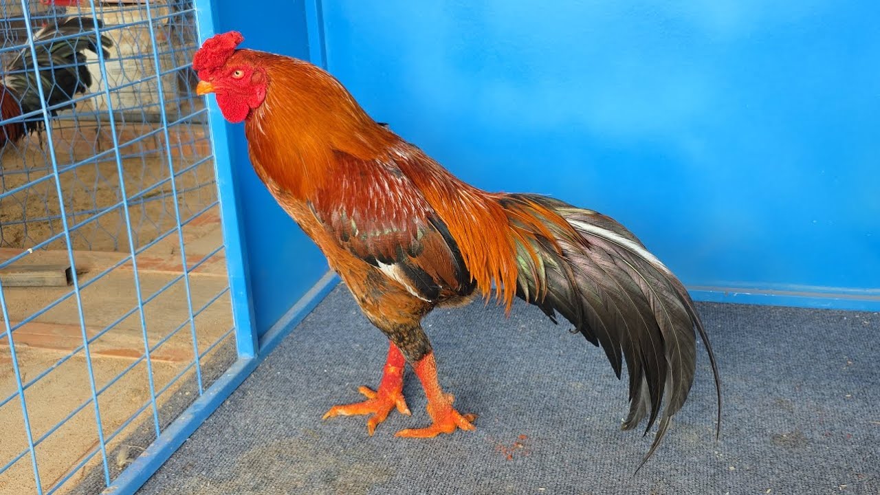 Tốp trống thái nhập