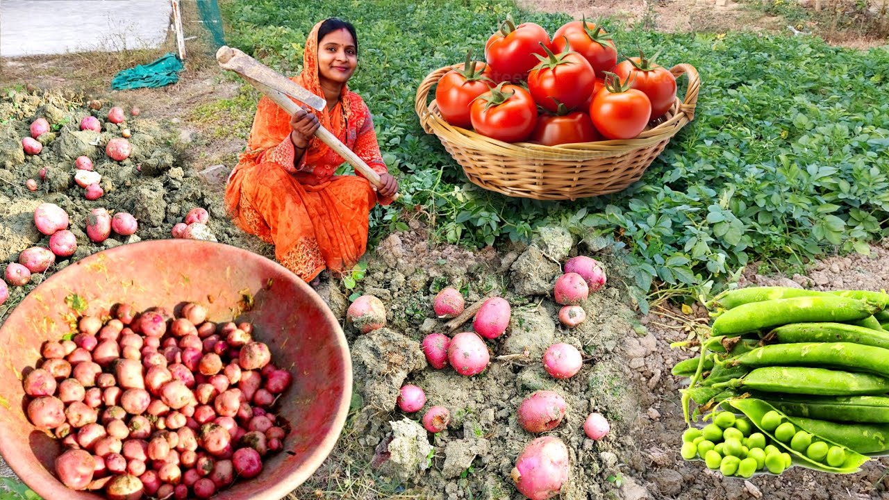 खेत के ⛏️खने ताज़े लाल 🥔आलू से बनाई आलू टमाटर मटर की लाजवाब 🥗सब्जी Lal Aloo ki Sabji Recipe