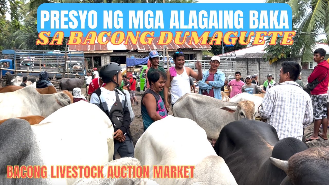 PRESYO NG MGA ALAGAING BAKA SA BACONG DUMAGUETE | SOLLE'S GANDANG BUHAY
