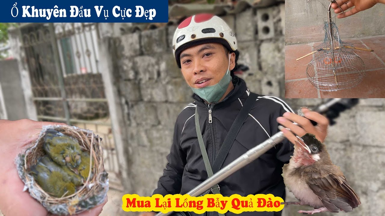 Đi B.ắt Ổ Khuyên Đẹp Nhất 2025 Và Ổ Chào Mào Một Con // Chiến Ơi
