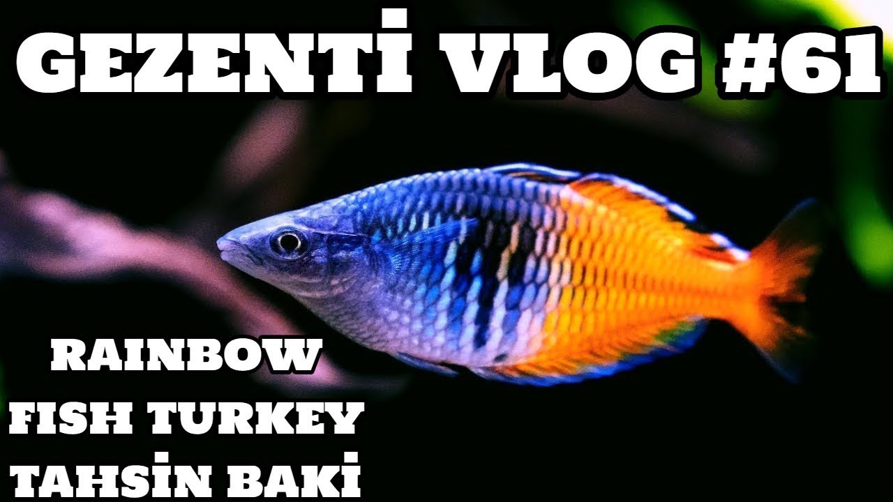 Gezenti Vlog #61 (Rainbow Fish Turkey) [Tahsin Baki]