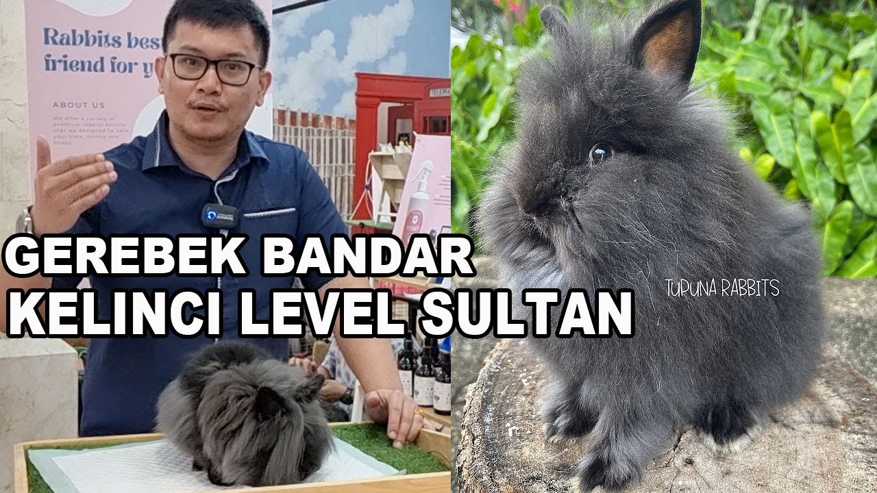 Gerebek Bandar Kelinci Level Sultan