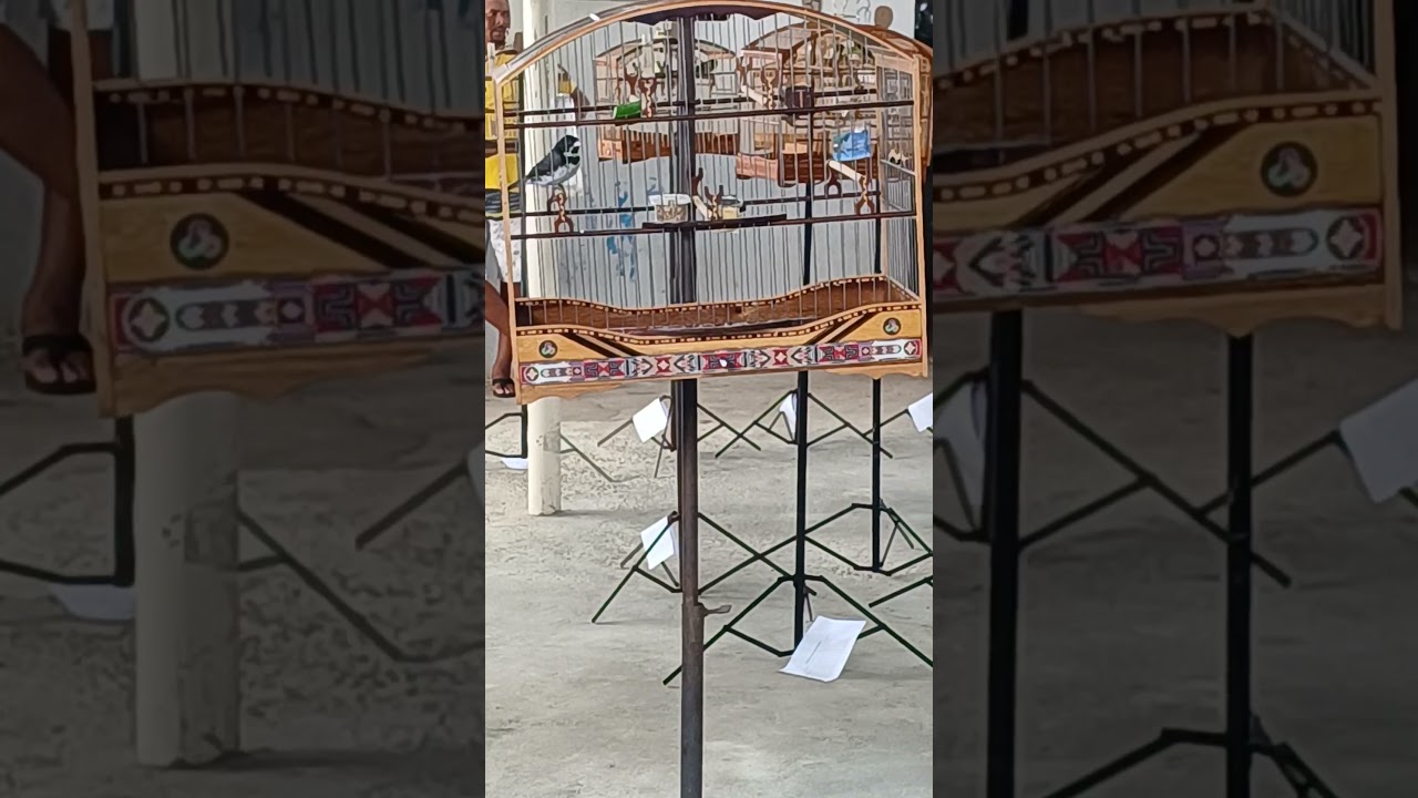 primeira puxada do coleiro cachorro louco no esquenta dos amigos