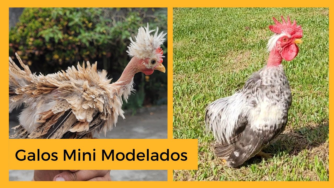 Galos MINI MODELADOS da Criação | Sítio 5 Irmãos