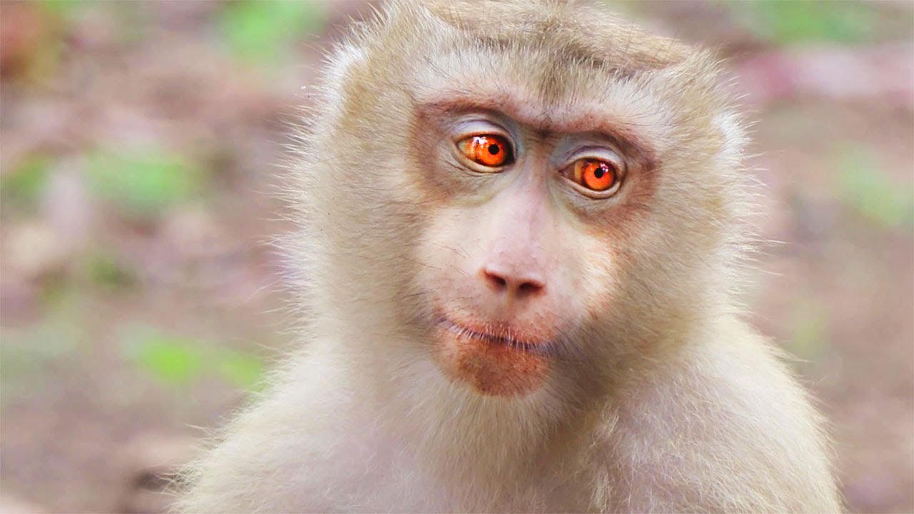 Rose​ Get ready​ to Be a mother-baby monkey | WOW DAILY