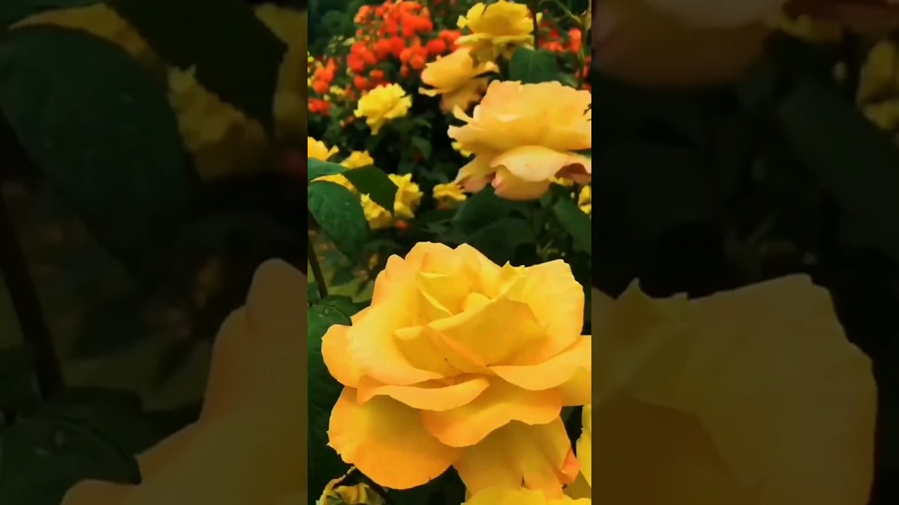 Beautiful yellow roses.|#rosegarden #yellowroses #flowergarden #beautifulgarden #roseflowers#shorts