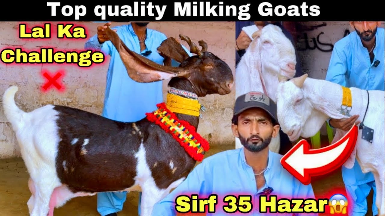 Lal Goat Farm 2026 Ki Top Quality Ki Bakriyan Or Jumbo Size Ka Breedar Le Aya 😍 || Bakra Mandi