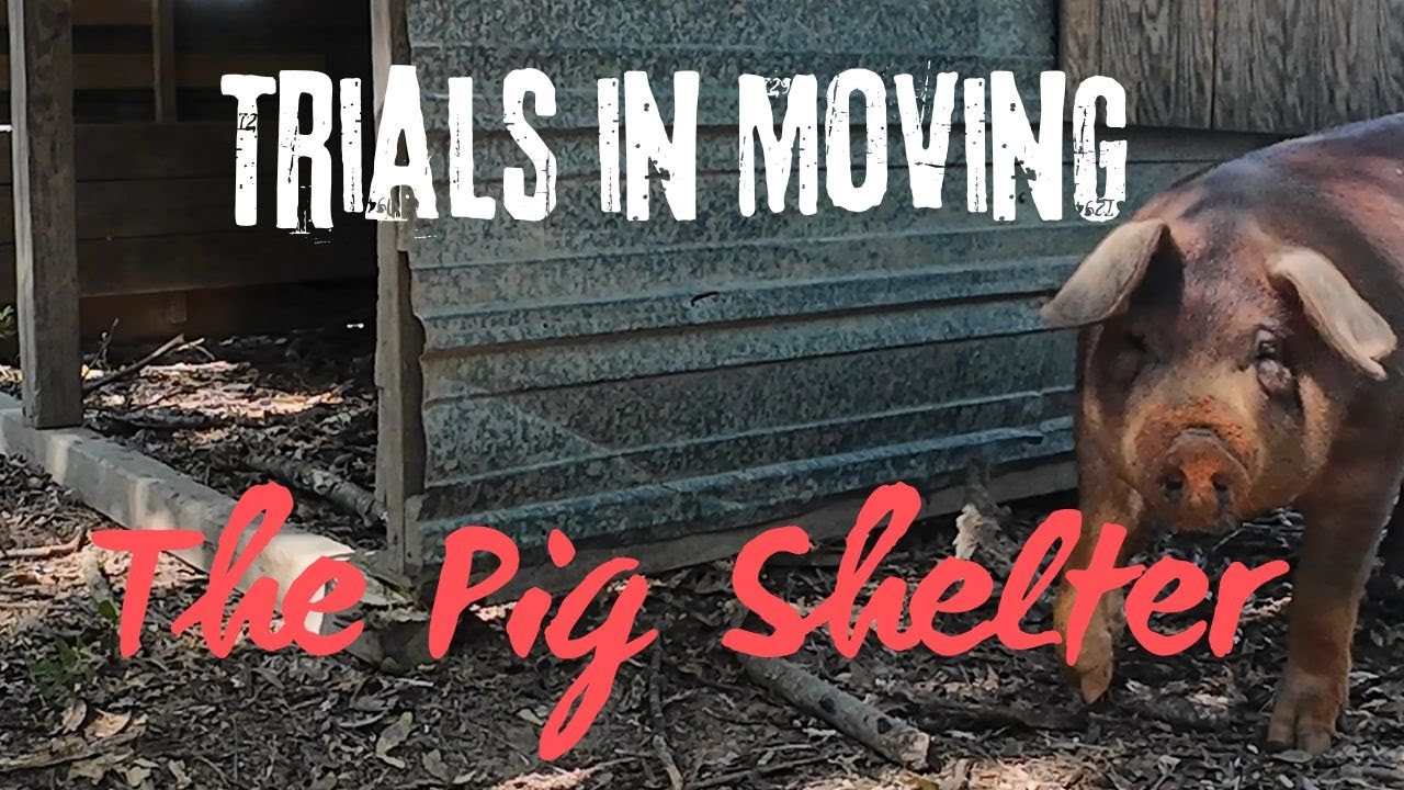 Nothing goes smoothly when moving pigs