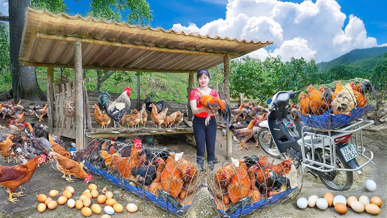 Timelapse - Harvest 1000kg Large Chickens – Farm Work, Fruit Tree Care & Market Sale