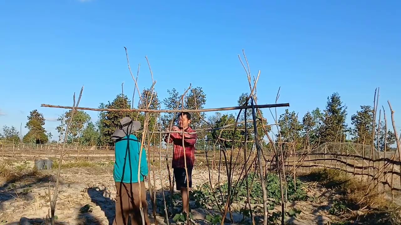 สวนครัวหลังบ้านชนนะบท สปปลาว🇱🇦 ทำค้างแตงกว่า จะรอดมั้ย 25 มกราคม ค.ศ. 2026