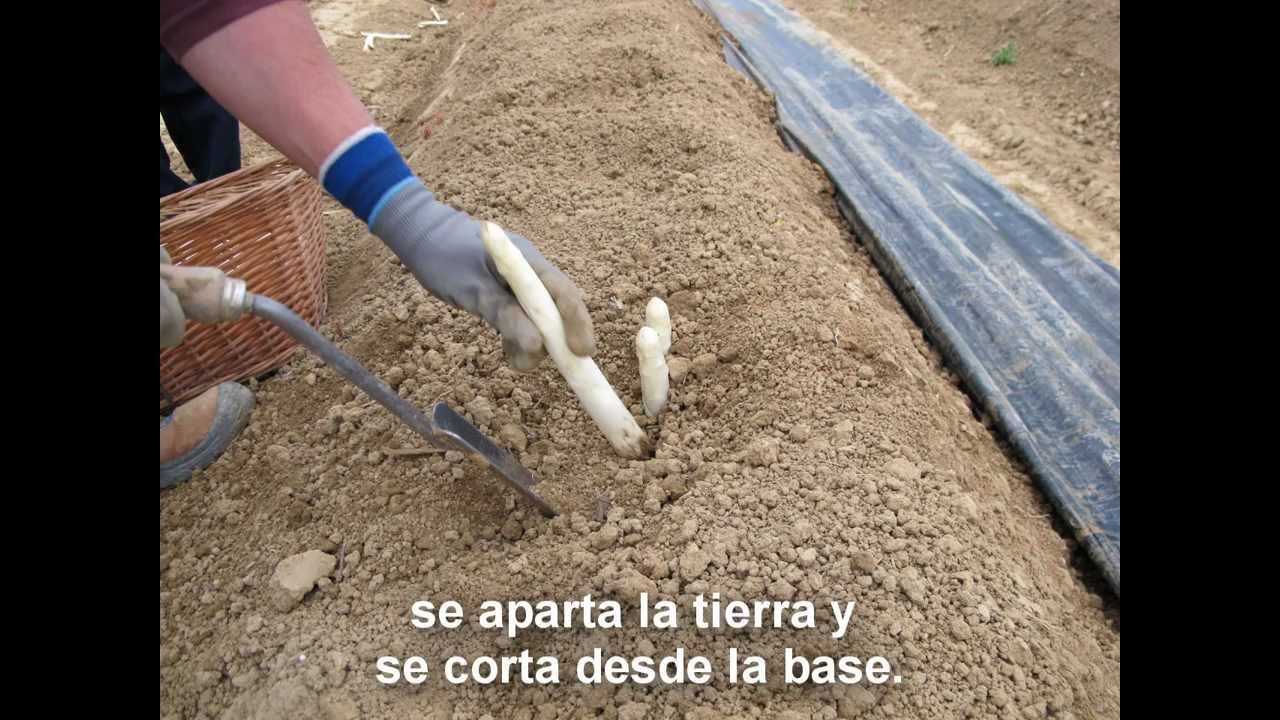 Recogida de espárrago de Navarra