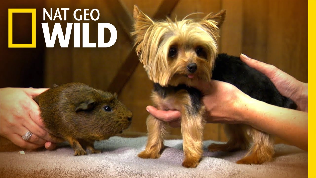 Tiniest Dog - Lucy | World's Smallest Pets