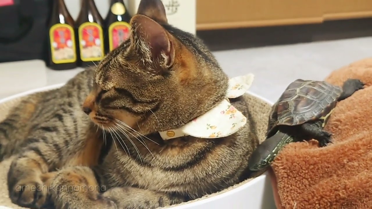 【総集編】恋するスケボー亀【A compilation of skateboarding turtles in love】