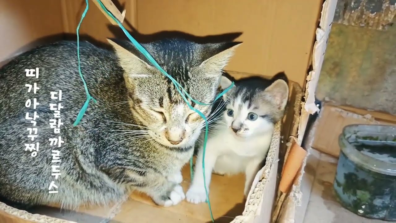 Bermain dengan Anak Kucing Lucu di dalam Kardus Bekas