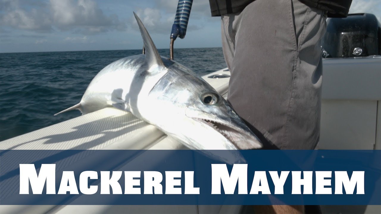 King Mackerel Super Slayfest - Florida Sport Fishing TV - Live Chumming w/800 Pilchards