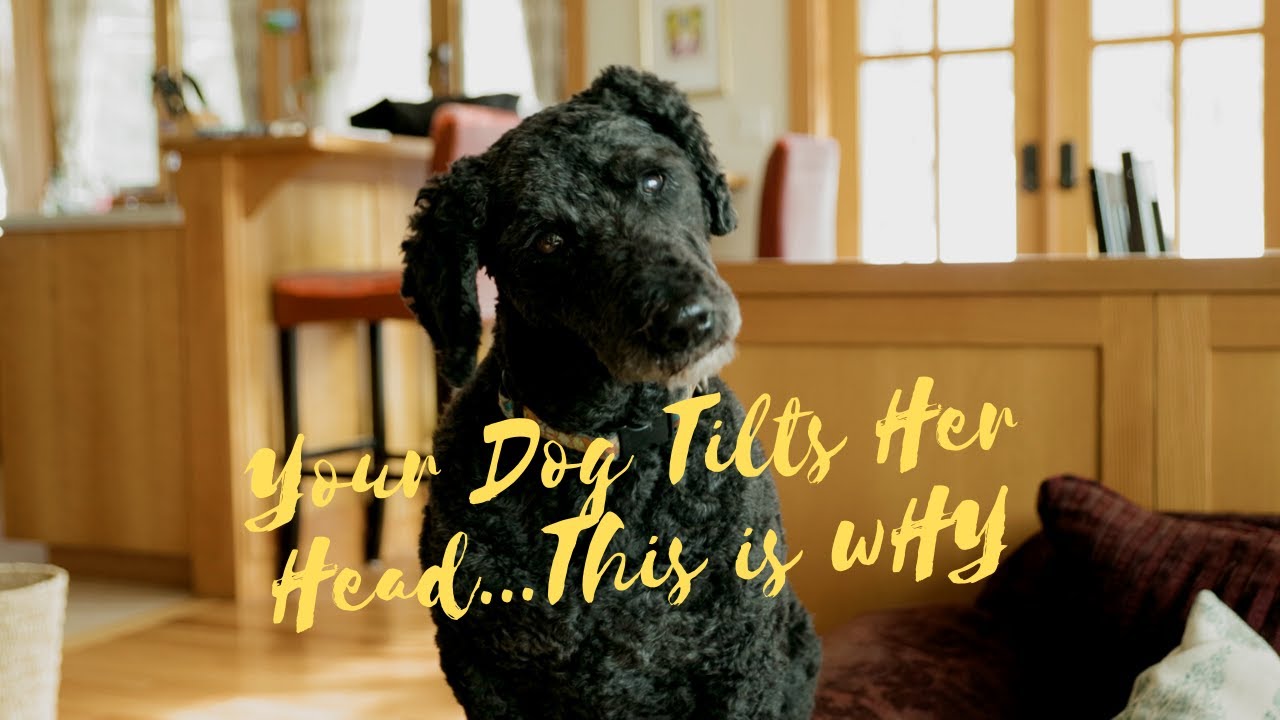 Why Do Dogs Tilt Their Heads