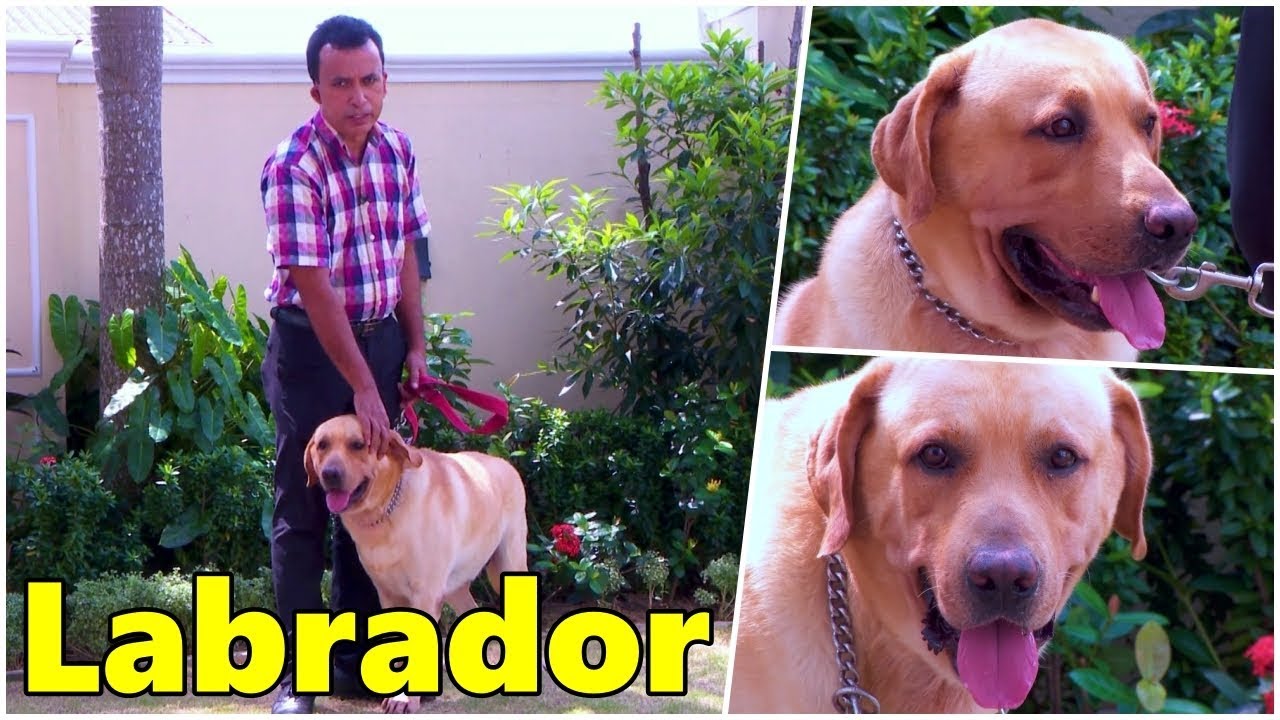 Labrador සුනඛයින් ගැන දැනගන්න | Sirasa TV