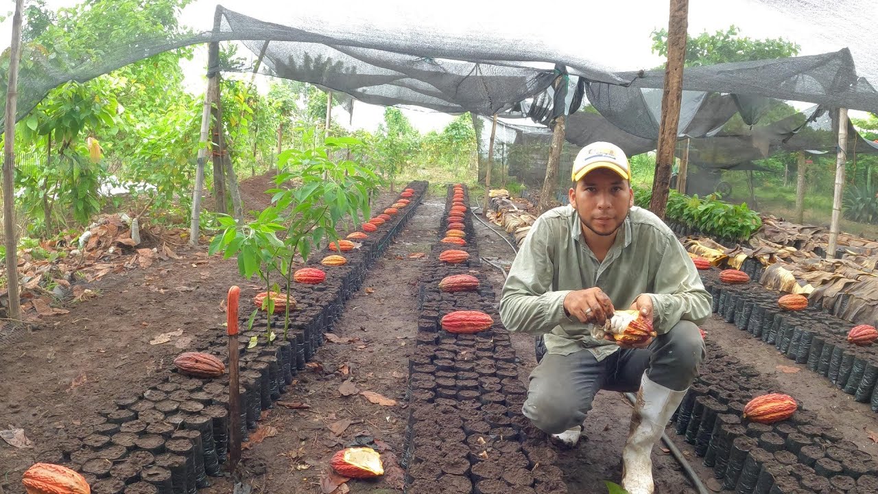 así cogemos el Cacao para las semillas en el VIVERO