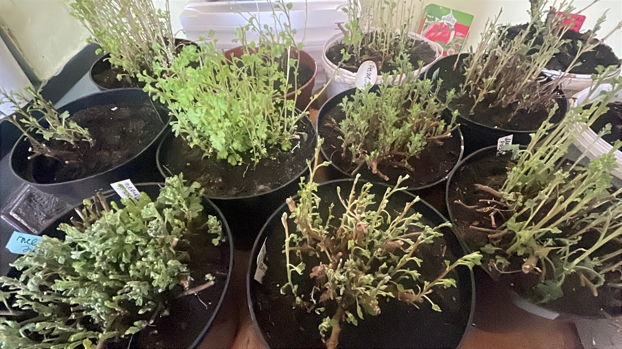 Прошло три недели после того, как подняли Хризантему Мультифлора из подполья. 