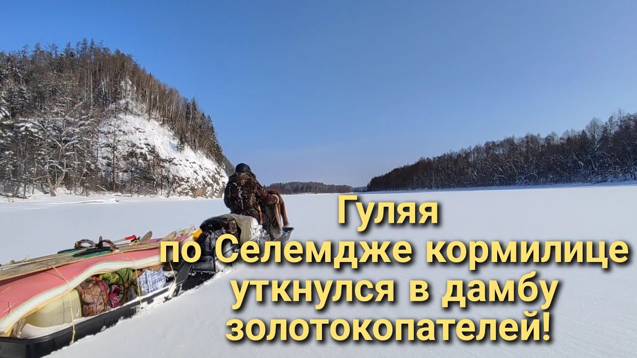 12.02.2023 г. Золотокопатели перегородили р.Селемджа, вторую по величине в Амурской обл. после Зеи!