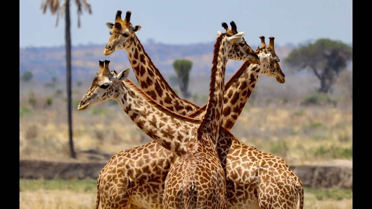 Tanzania 2023 - Two weeks safari - Lake Natron, Ngorongoro, Tarangire, Ruaha National Park