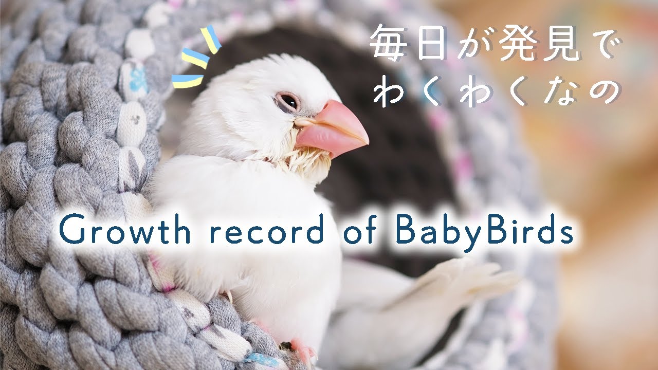 【愛されてる】親鳥に甘えるヒナ姉弟の日常【孵化・成長記録3/3】【文鳥6羽】育雛【BabyBirds VLOG】
