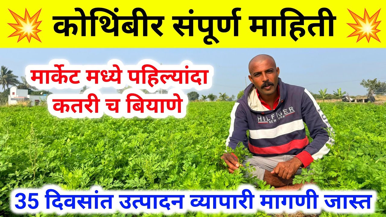 कोथिंबीर संपूर्ण माहिती | kothimbir lagwad | कोथिंबीर कतरी बियाने | Milind bhor YouTube Channel 