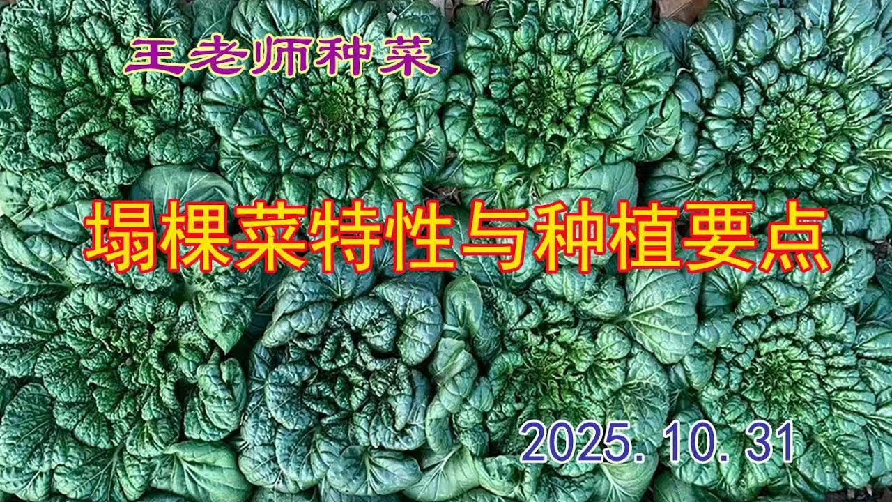 塌棵菜的特性与种植要点