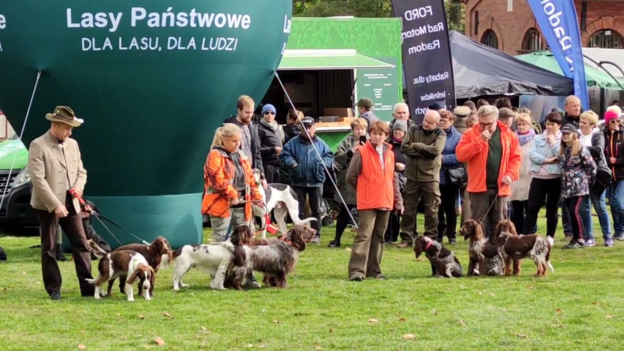Lufa & Czok Polski Spaniel Myśliwski - Pokaz Psów Myśliwskich Ras Polskich - Hubertus Spała 2021