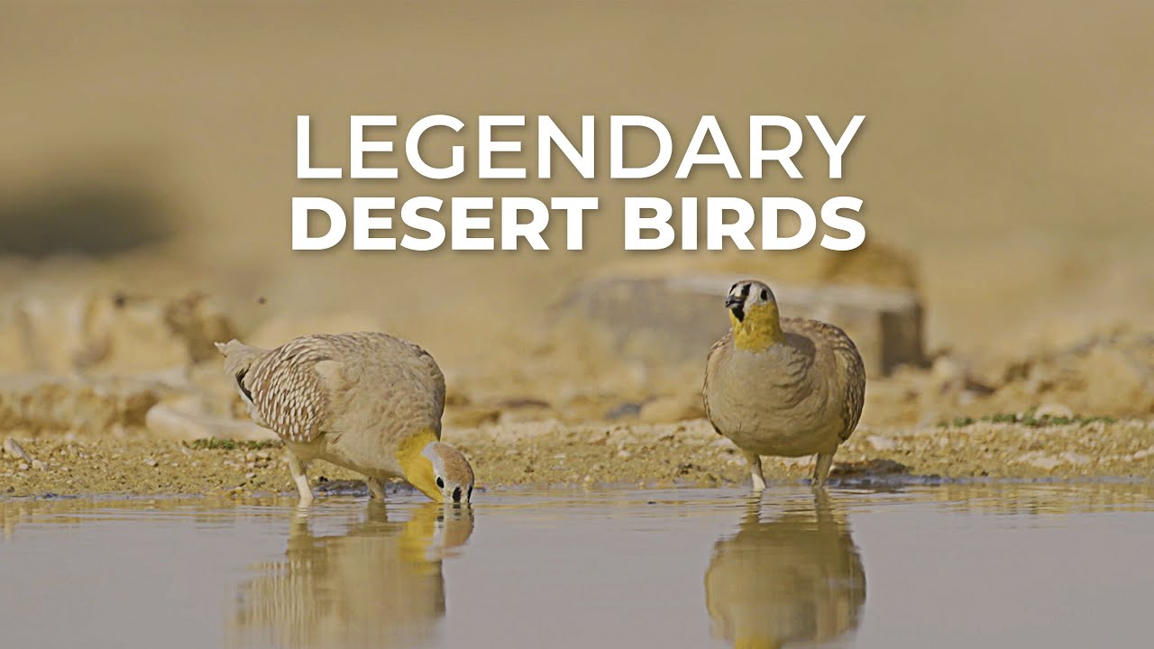 Exploring the Legendary Birds of the Negev Desert
