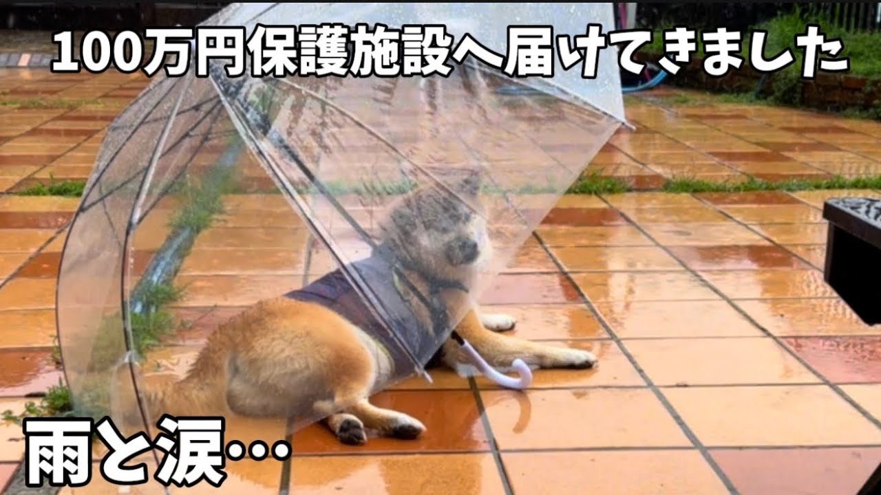 【100万円寄付】実は我が家の柴犬は過去超問題犬でした。包み隠さず話します