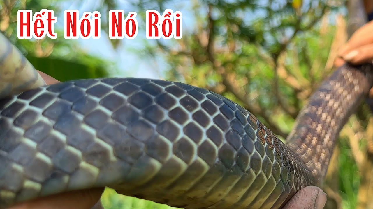 Chưa Từng Thấy Con Rắn Nó Lớn Nhất Trong Năm | Mười Thương SB