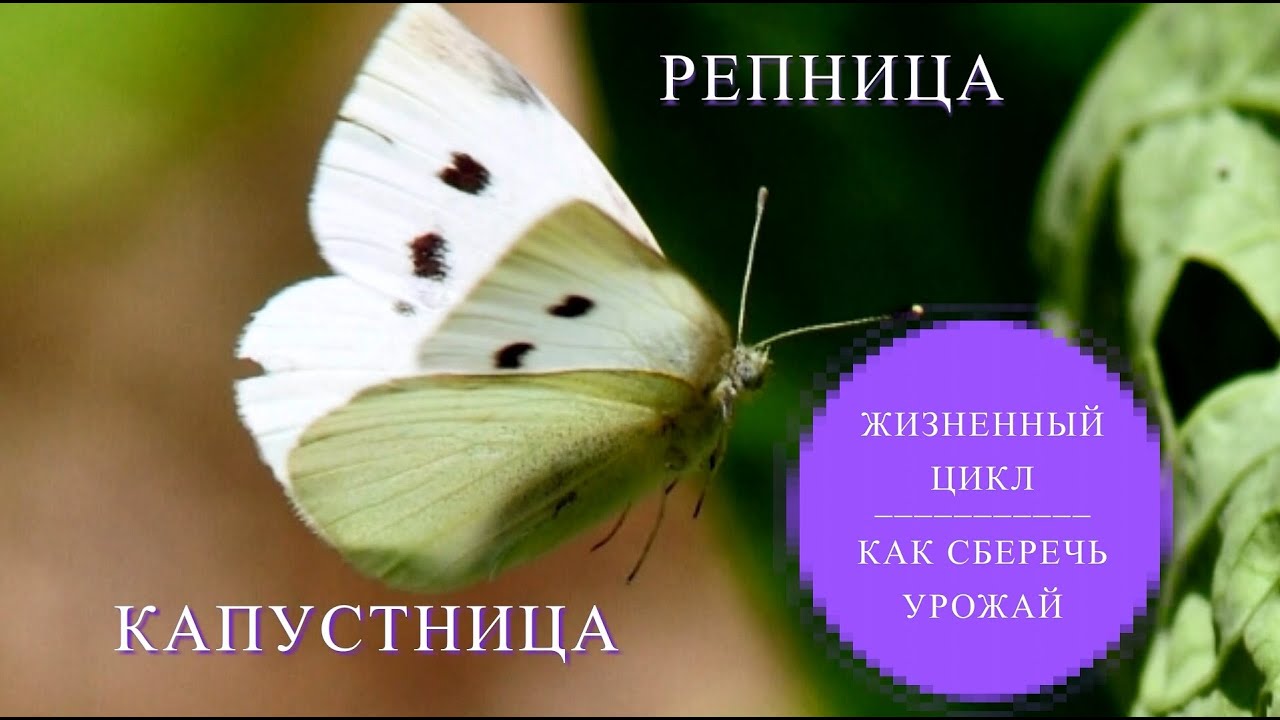 Капустная белянка и репница. Вредители крестоцветных. Меры борьбы и профилактики.