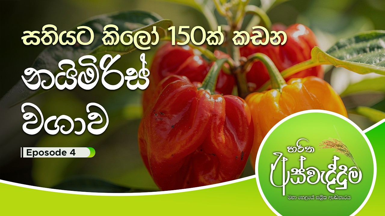 ලොකු ලාභයක් ගන්න නයිමිරිස් වවමු | Aswedduma | Haritha TV | EP 04
