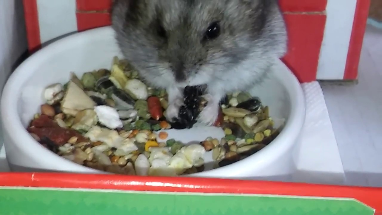 Chomik - Vlog #8  Domek własnego pomysłu dla Sofki.
