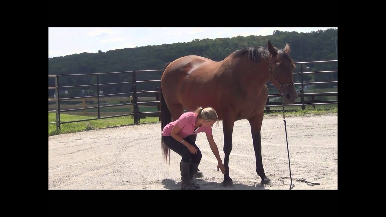 How Horse Conformation Affects Performance and Soundness