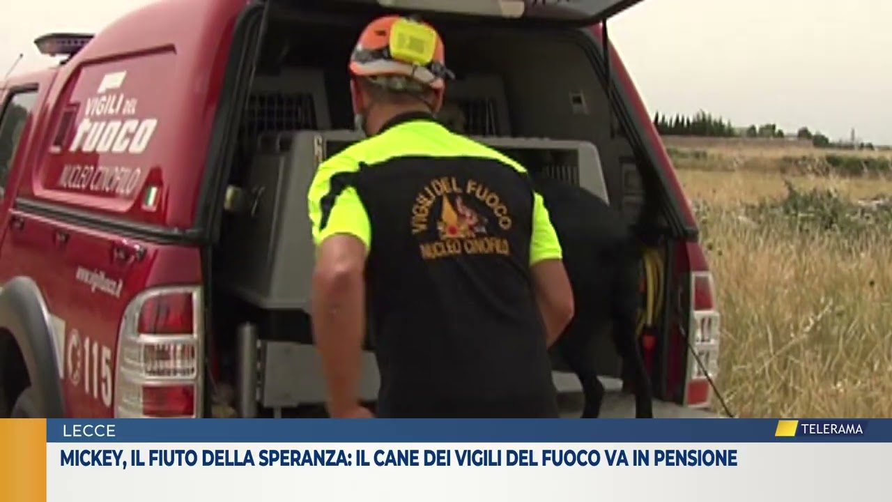 Mickey, il fiuto della speranza: il cane dei Vigili del Fuoco va in pensione