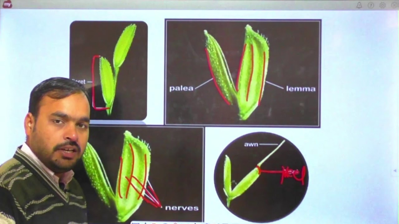 GPB -211 Exercise no 2 Study of floral structure of self pollinated crops Rice and Wheat