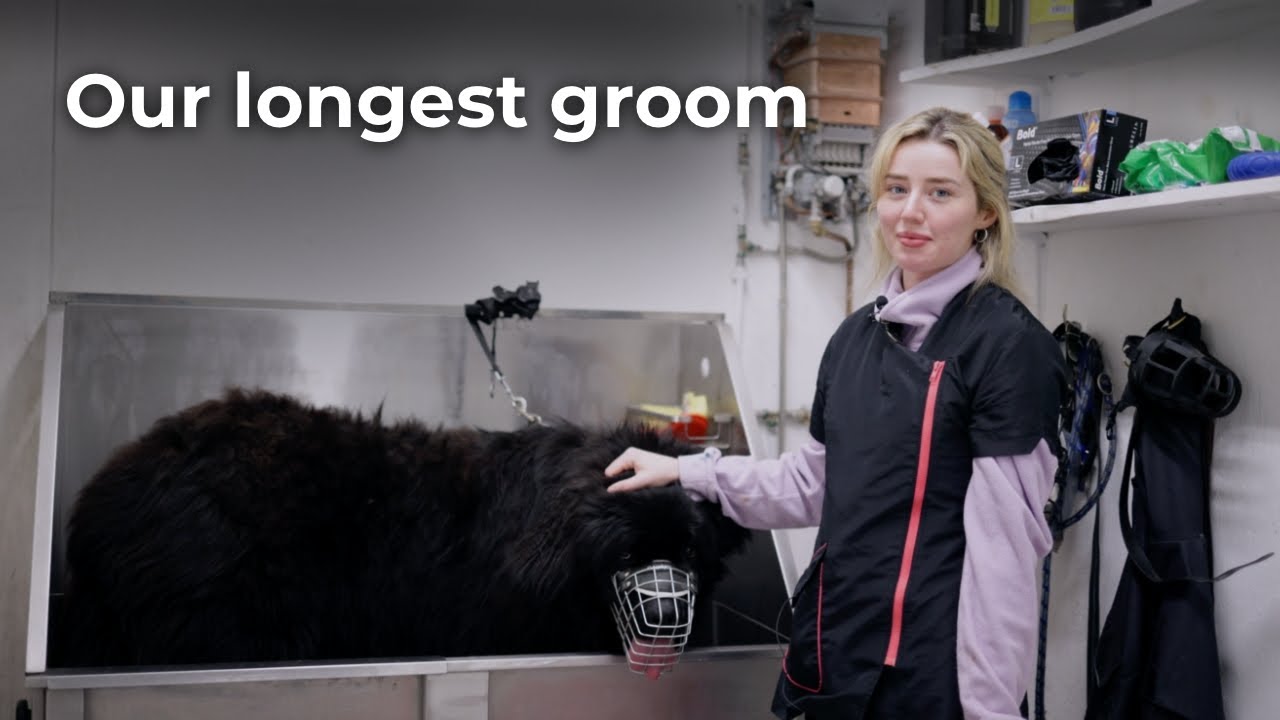 Grooming a matted Newfoundland/How to deal with mats on the dog's coat