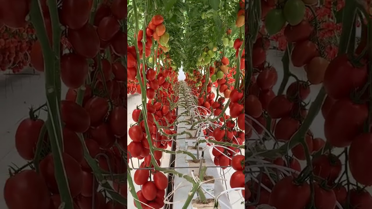 Сифатли биогумус, мана шундай таббии хосилдорликни оширишига ишонамиз.