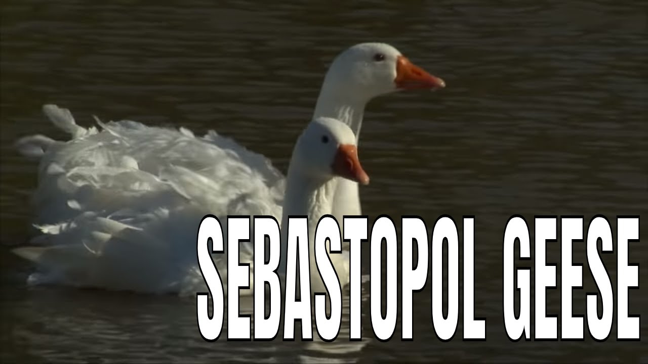 Sebastopol Geese