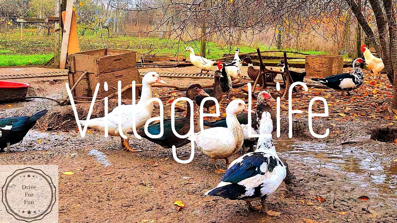 Raw Village Life in Autumn...