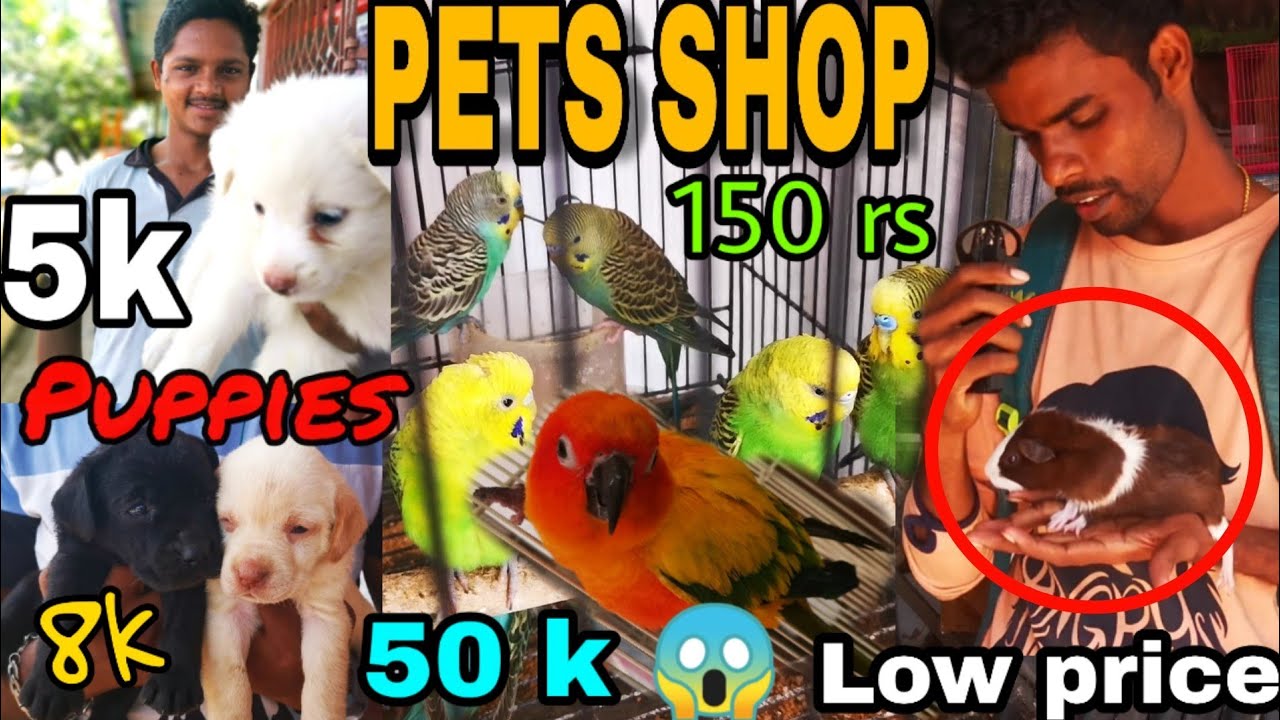 Exotic pet shop in chennai | lab pupies and love birds | dogs sales | in tamil #petShopChennai