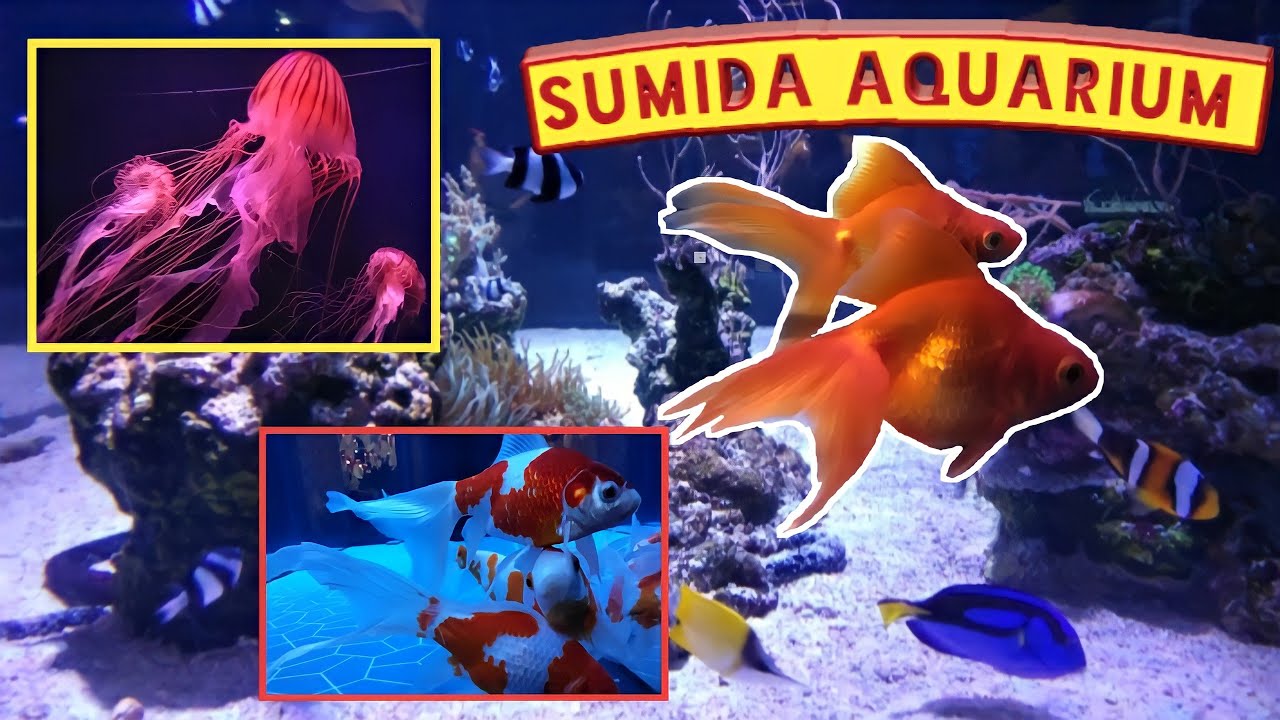 Sumida Aquarium @TokyoSkytree