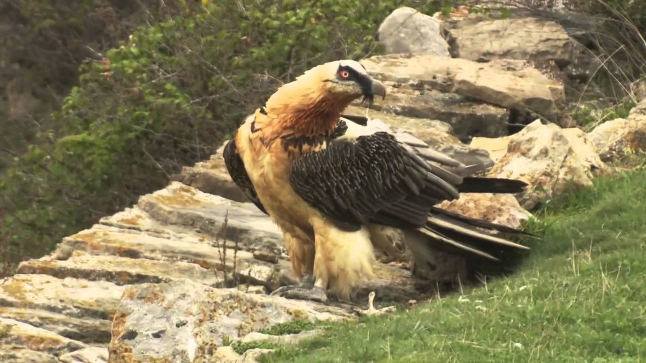 El centre de fauna de Buseu