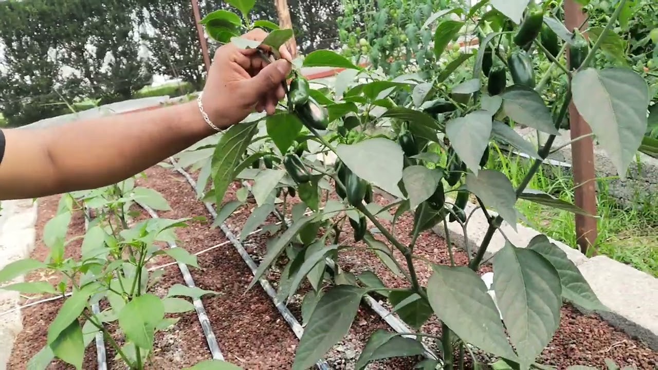 Dise&ntilde;os Experimentales (parcelas divididas)